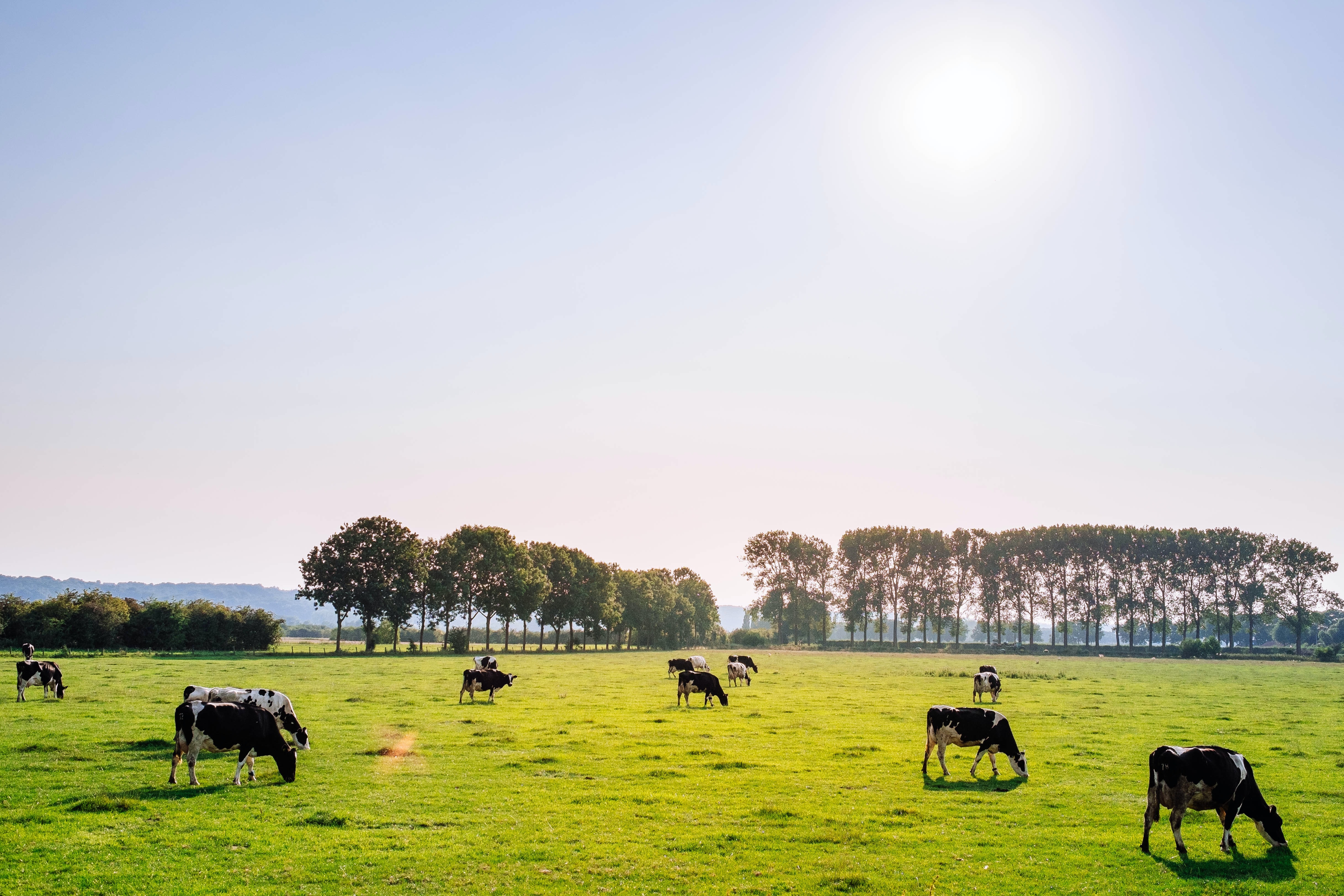 Is Grass-Fed Milk Actually Any Better? 